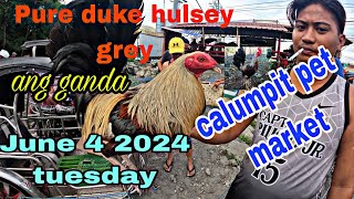 Pure duke hulsey grey ang gandaJune 4 2024 tuesday calumpit pet market [upl. by Adnawot544]