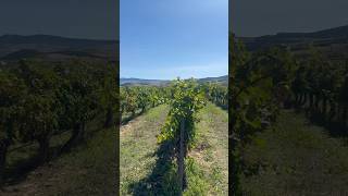 Viñas de Otazu viñas bodega otazu navarra [upl. by Lidah]