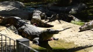 Torremolinos  CROCODILE PARK 2 [upl. by Eellehs736]