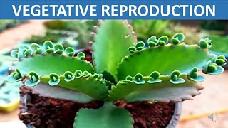 Vegetative Reproduction  Stem Root Leaves Spore  Science Educational Video for Children [upl. by Zink]