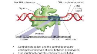 Constitutive Promoters [upl. by Gen]