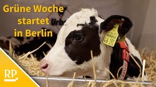 Agrarmesse Grüne Woche startet in Berlin [upl. by Edals]