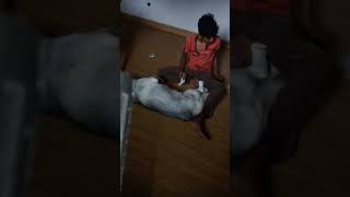 boro video 🥰🐕😍🙂YouTube per videokukur ki kore bhalo Thakrekukur ki kathakukur kukur long Pushka [upl. by Hook69]