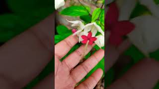 Bliding heart plantKuch permanent plant jo denge dhero flowers gardening greenplant [upl. by Gemperle]