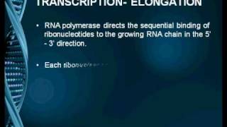 Transcription in Eukaryotes [upl. by Kato]