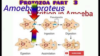 Protozoa part 3 [upl. by Vallo269]