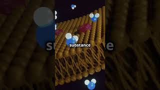 Membrane Transport Proteins Explained [upl. by Fai]