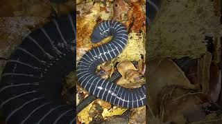 Meet the Caecilians The Secretest of All Amphibians [upl. by Oiramel304]