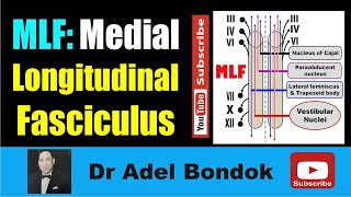 Medial Longitudinal Fasciculus MLF Dr Adel Bondok Making Neuronatomy Easy [upl. by Aronow]