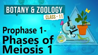 Prophase 1  Phases of Meiosis 1  Cell Division  Biology Class 11 [upl. by Annawaj]