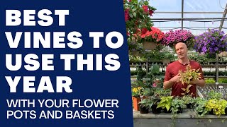 Best VINES to Use in Your Planters and Hanging Baskets  Beautiful Trailing Accents [upl. by Davidson279]