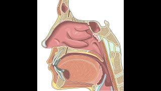 Burun anatomiyasinasalis anatomy [upl. by Oibaf]