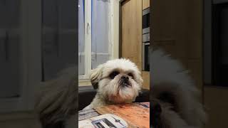 Shih tzu qui parle trop mignon [upl. by Ferdinand]