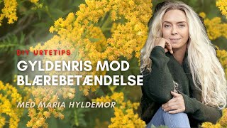 Gyldenris mod blærebetændelse [upl. by Felske]