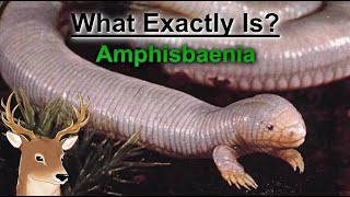 What Exactly is Amphisbaenia and the Art of Going Both Ways [upl. by Winshell]