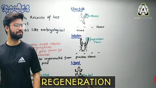 Regeneration  regeneration class 12 in hindi and urdu  regeneration 2nd year biology [upl. by Crisey607]