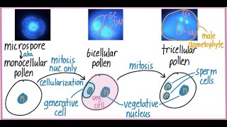 Pollen and ovule development [upl. by Yzzik721]