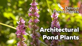 Architectural Pond Plants [upl. by Komara944]