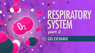 Respiratory System Part 2 Crash Course Anatomy amp Physiology 32 [upl. by Vaish833]