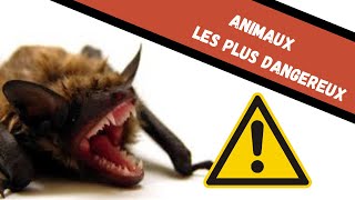 Les animaux les plus dangereux de la planète [upl. by Ennyletak]