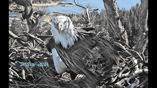 Big Bear Eagles  GREAT NEWS SHADOW IS BACK amp FINE  AFTER BALD EAGLE ATTACKED HIM YESTERDAY [upl. by Laurene145]