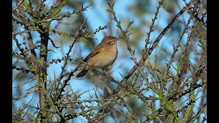 chiffchaff jumping about [upl. by Koerner589]