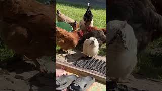 10000 Chickens Exploring Rare and Extraordinary Breeds [upl. by Nyleek]