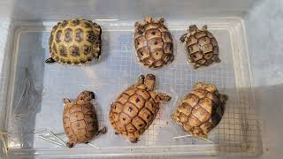 Reptile Care Hermanns amp Russian Tortoises 🐢 [upl. by Alyce112]