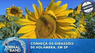 Aconteceu na Semana  Conheça as plantações de girassóis de Holambra em São Paulo [upl. by Enirehtac932]