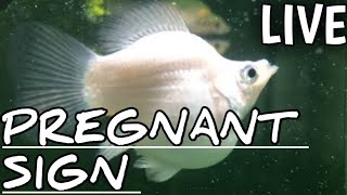 Balloon molly pregnant signs  How to tell if balloon molly fish is pregnant [upl. by Ynnek]