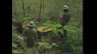 Valentine Logging  Coffman Cove Alaska  1983 [upl. by Nitsruk]