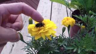 The Taming of The Bee or Zombie bee [upl. by Dani]