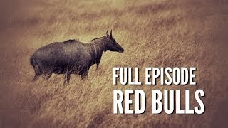 South Texas Nilgai Hunting  quotRed Bullsquot [upl. by Zerla]