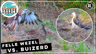 Felle wezel vecht zich uit de klauwen van een buizerd  Zelf Geschoten  Vroege Vogels [upl. by Cuhp]