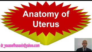 6 Uterus  Peritoneal covering  Relations  Anteverted anteflexed  Broad ligament  Mackenrodt [upl. by Gney]