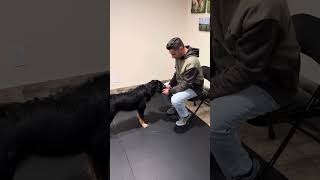 Muzzle Training  Shaping Method  Muzzle Training a dog [upl. by Inram]