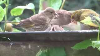 Jonge groenling  Greenfinch  Chloris chloris  juveniel  in de regen [upl. by Rafaela65]