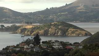 Otago Harbour considered for Bluff oyster farming [upl. by Ellainad]