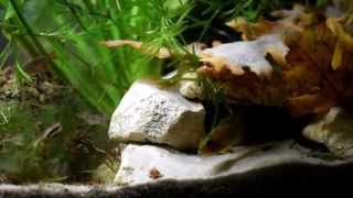 Apistogramma courtship [upl. by Adriaens]