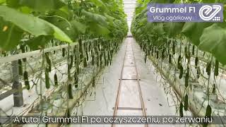 Enza Zaden Grummel F1 vlog ogórkowy odcinek nr 1 🥒 [upl. by Barbee392]