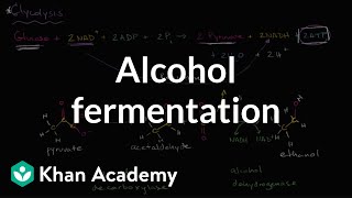 Alcohol or ethanol fermentation  Cellular respiration  Biology  Khan Academy [upl. by Blum]