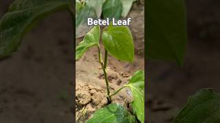 পানের গাছ Betel Leaf Cultivation [upl. by Akinaj]