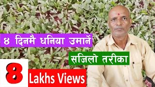 Dhaniya Umarne Tarika  धनिया उमार्ने सजिलो बिधी  Coriander Farming [upl. by Palestine]