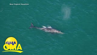 Rare gray whale sighting in the Atlantic [upl. by Godber]