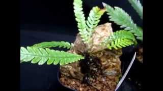 Blechnum obtusatum var obtusatum NouvelleCaledonie ブレクナム オブツサツム var オブツサツム [upl. by Nyrret229]