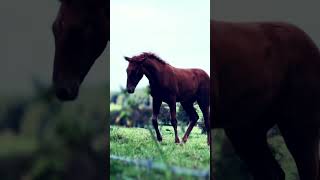 Lively foals enjoying company pianocover music relaxingmusic asmr horse nature [upl. by Stevy69]