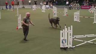 Irish Wolfhound in Agility  Jumpers Agility AKC Agility Invitational 2017 [upl. by Manwell]