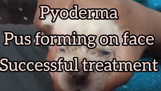 Pyoderma  pus forming on puppy face Successful treatment [upl. by Niuqauj]