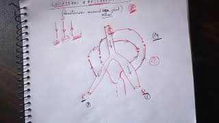 Recurrent and Collateral Anastomosis  Anastomosis Around Elbow Joint  TCML [upl. by Blanc201]