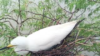 The white heron hides its eggs under itself when it rains 🥺BirdsLife03 white heron egg shorts [upl. by Giulietta460]